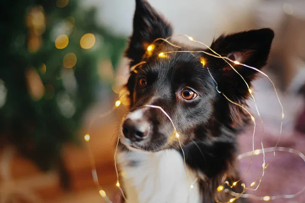 Fronteira Collie Cão Posando Decoração Natal — Fotografia de Stock