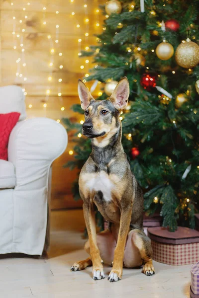 Feliz Ano Novo Feriados Natal Celebração Cão Animal Estimação Quarto — Fotografia de Stock