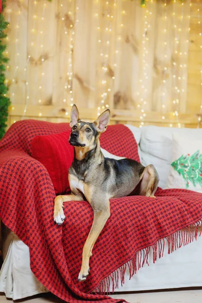 Feliz Ano Novo Feriados Natal Celebração Cão Animal Estimação Quarto — Fotografia de Stock