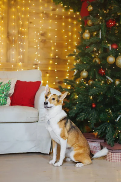 Šťastný Nový Rok Vánoční Svátky Oslavy Pes Mazlíček Pokoji Vánočního — Stock fotografie