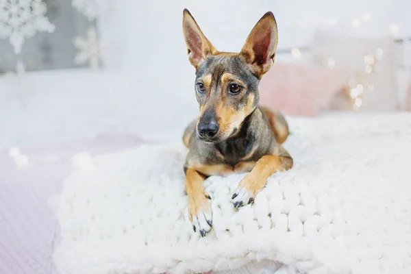 Feliz Ano Novo Feriados Natal Celebração Cão Animal Estimação Quarto — Fotografia de Stock