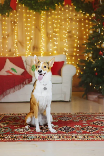 ハッピーニューイヤー クリスマス休暇とお祝い クリスマスツリーの近くの部屋の犬 ペット — ストック写真