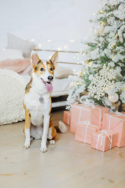 ハッピーニューイヤー クリスマス休暇とお祝い クリスマスツリーの近くの部屋の犬 ペット — ストック写真