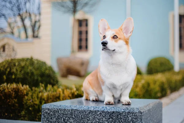 Cute Pembroke Welsh Corgi Dog Outdoor — Stock Photo, Image