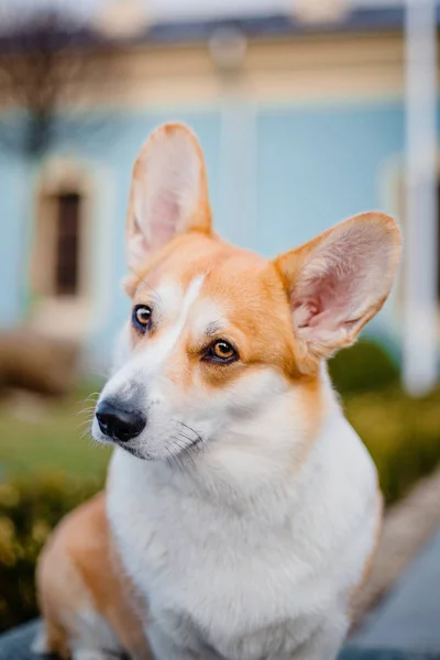 Aranyos Pembroke Welsh Corgi Kutya Szabadtéri — Stock Fotó