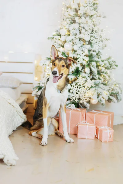 ハッピーニューイヤー クリスマス休暇とお祝い クリスマスツリーの近くの部屋の犬 ペット — ストック写真