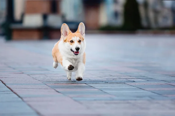 Cute Pembroke Welsh Corgi Dog Outdoor — Stock Photo, Image