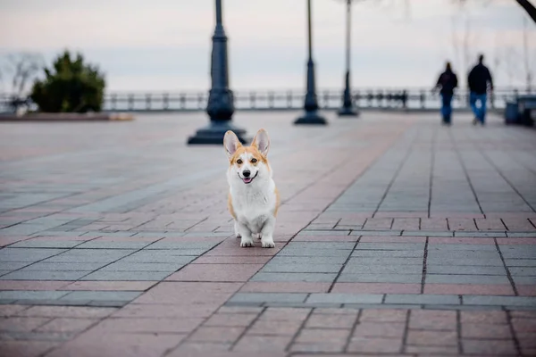 Χαριτωμένος Σκύλος Pembroke Ουαλλέζικο Corgi Εξωτερική — Φωτογραφία Αρχείου