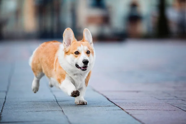 Aranyos Pembroke Welsh Corgi Kutya Szabadtéri — Stock Fotó