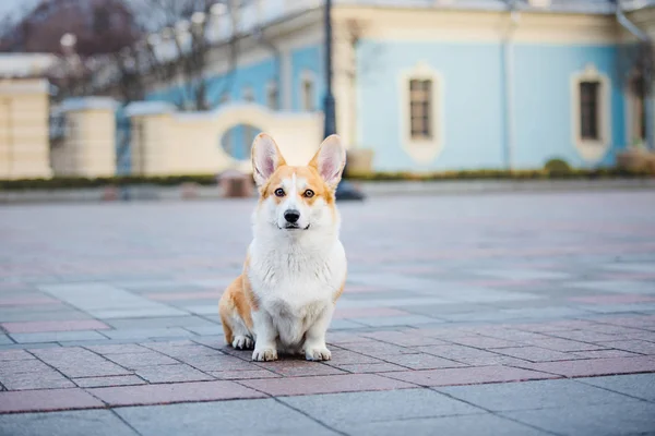 Mignon Chien Pembroke Welsh Corgi Plein Air — Photo