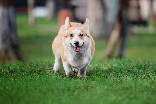 かわいいウェルシュ コーギー ペンブローク犬屋外 — ストック写真