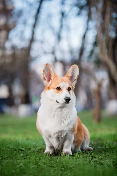 かわいいウェルシュ コーギー ペンブローク犬屋外 — ストック写真