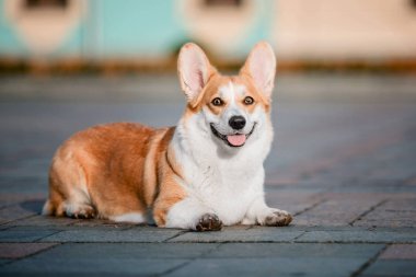 Pembroke Welsh Corgi köpek açık