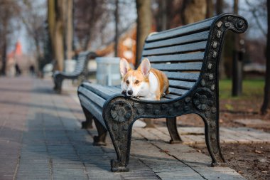 Pembroke Welsh Corgi köpek açık