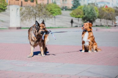 Alman çoban köpeği ve Nova Scotia Duck Tolling Retriever birlikte