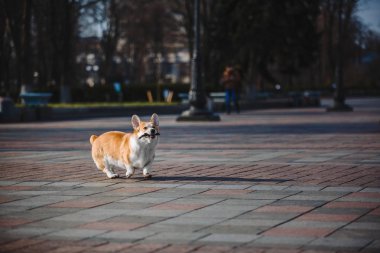 Pembroke Welsh Corgi köpek açık