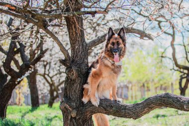 Alman çoban köpek bahar