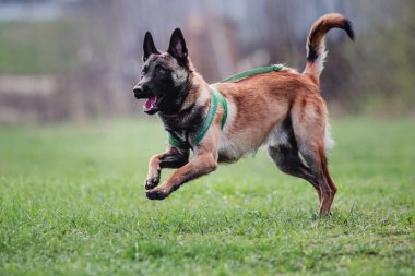 Belçika çoban Malinois köpek
