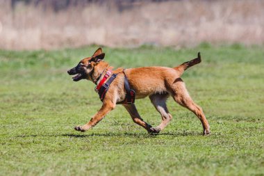Belçika çoban Malinois köpek