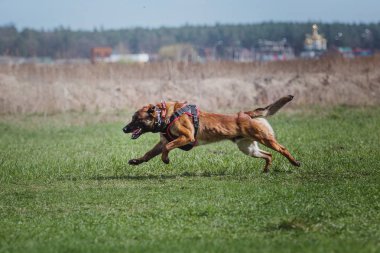 Belçika çoban Malinois köpek
