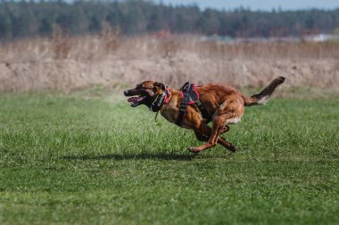 Belçika çoban Malinois köpek