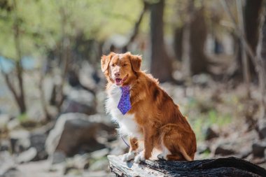 Nova scotia duck tolling retriever köpek