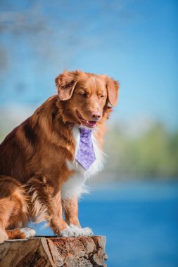 Nova scotia duck tolling retriever köpek