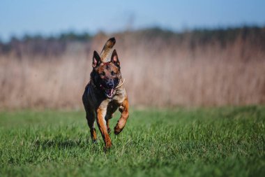 Belçika çoban Malinois köpek