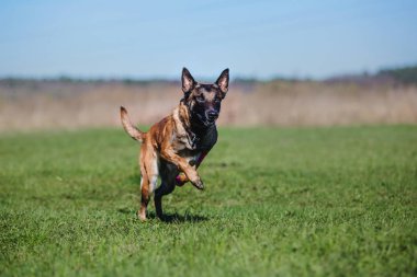 Belçika çoban Malinois köpek