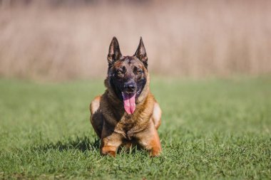 Belçika çoban Malinois köpek