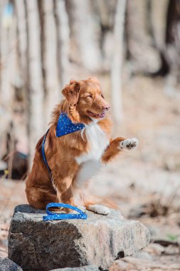 Nova scotia duck tolling retriever köpek 