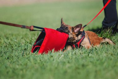 Belçika çoban Malinois köpek