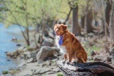 Nova scotia duck tolling retriever köpek 