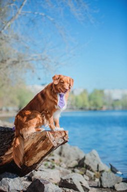 Nova scotia duck tolling retriever köpek 