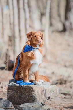 Nova scotia duck tolling retriever köpek 