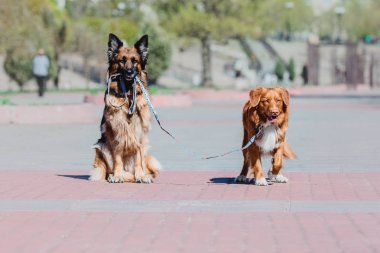 Alman çoban köpeği ve Nova Scotia Duck Tolling Retriever birlikte