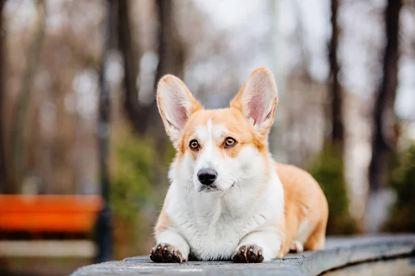 Ładny Pies Pembroke Niesumienny Partner Corgi Odkryty — Zdjęcie stockowe