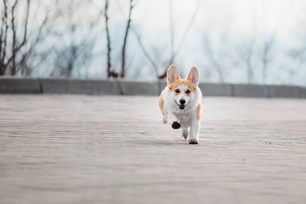 Mignon Chien Pembroke Welsh Corgi Plein Air — Photo