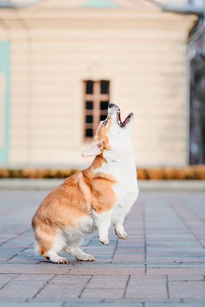 Mignon Chien Pembroke Welsh Corgi Plein Air — Photo