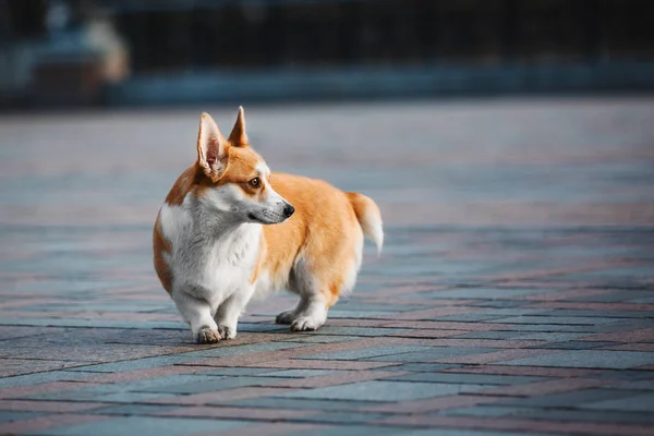 Cute Pembroke Welsh Corgi Dog Outdoor — Stock Photo, Image