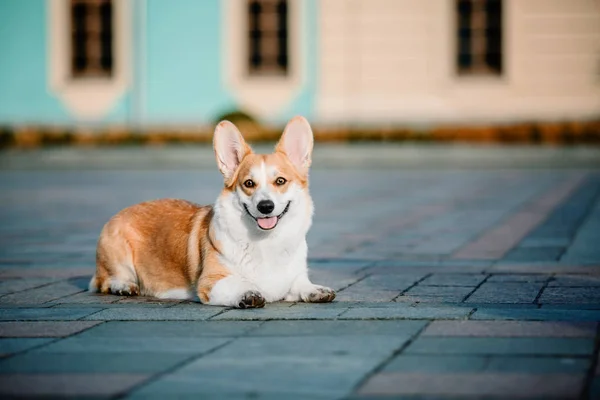 Aranyos Pembroke Welsh Corgi Kutya Szabadtéri — Stock Fotó