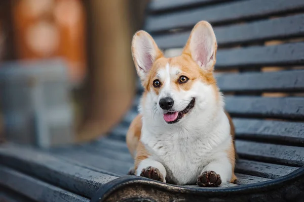 Cute Pembroke Welsh Corgi Dog Outdoor — Stock Photo, Image