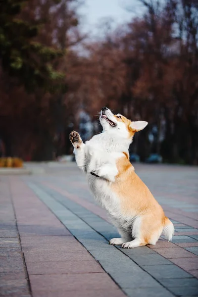 Søt Pembroke Welsh Corgi Hund Utendørs – stockfoto