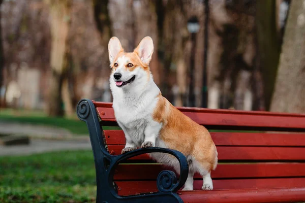 Lindo Pembroke Galés Corgi Perro Aire Libre — Foto de Stock