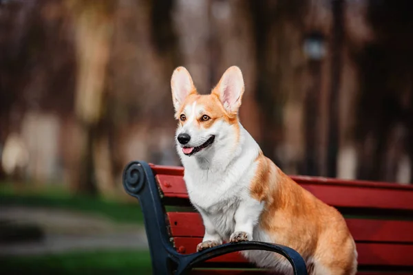 Lindo Pembroke Galés Corgi Perro Aire Libre — Foto de Stock