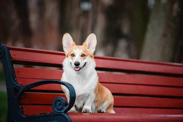 Carino Pembroke Corgi Gallese Cane All Aperto — Foto Stock