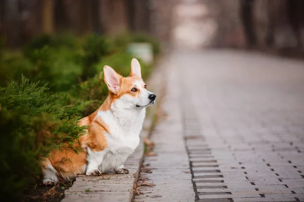 Roztomilý Pembroke Welsh Corgi Pes Venkovní — Stock fotografie