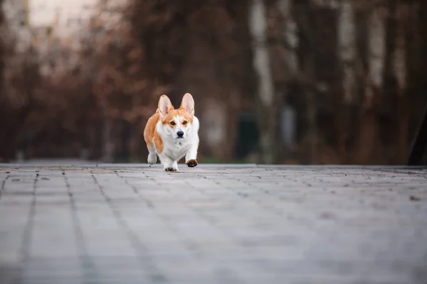 Lindo Pembroke Galés Corgi Perro Aire Libre — Foto de Stock