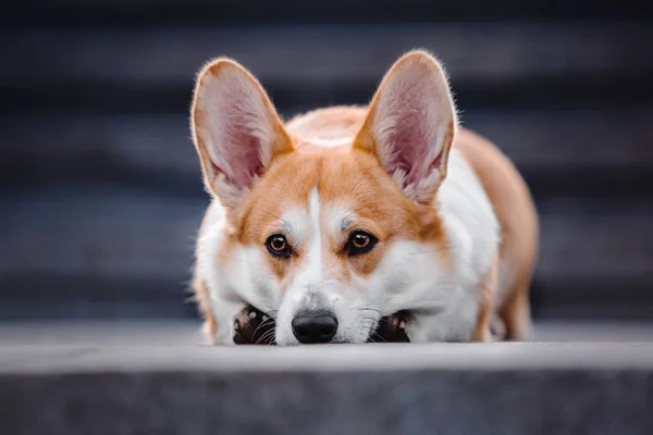 Cute Pembroke Welsh Corgi Anjing Luar Ruangan — Stok Foto