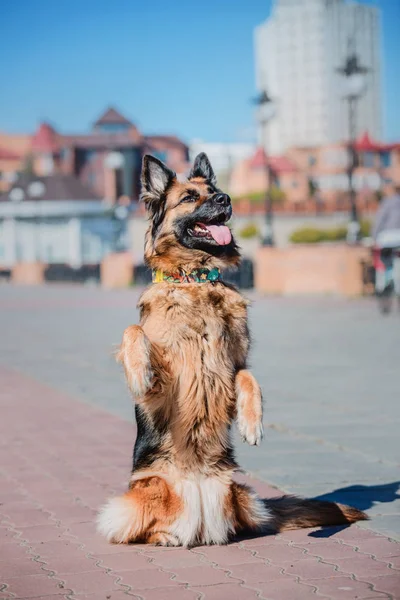 春のジャーマン シェパード犬 — ストック写真